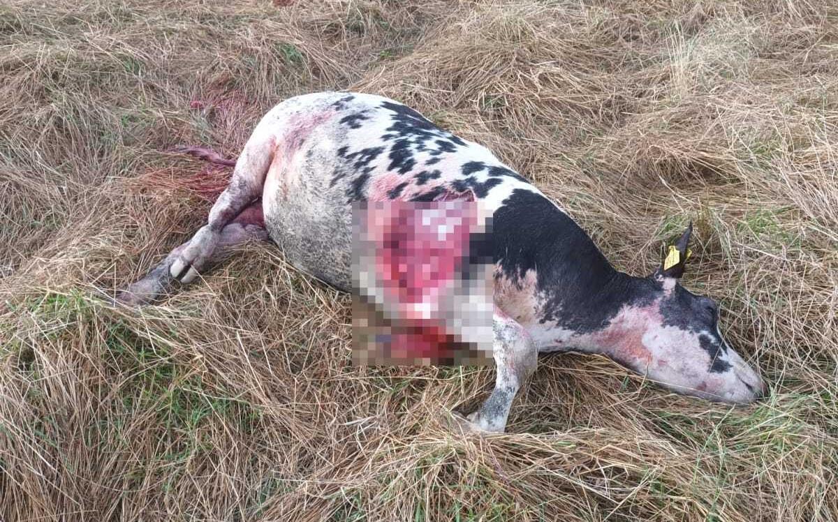 Mucca al pascolo sbranata da un branco di lupi in Appennino: «Qui si vedono sempre più spesso»