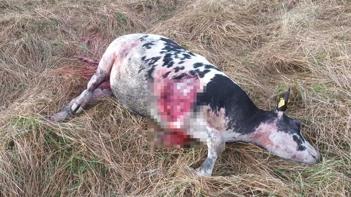 Mucca al pascolo sbranata da un branco di lupi in Appennino: «Qui si vedono sempre più spesso»