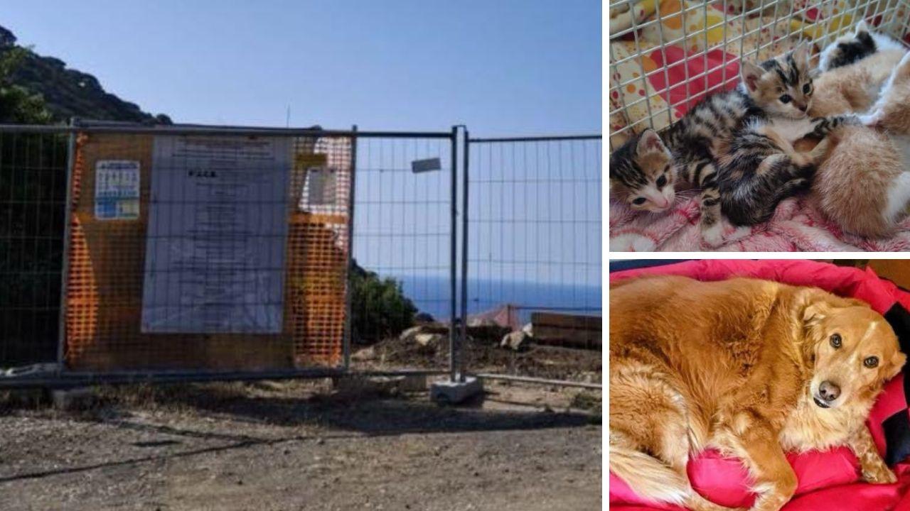 A sx il cantiere per il canile a Colle Reciso, a dx una delle cucciolate di gattine soccorse e la cagnolina Lilly