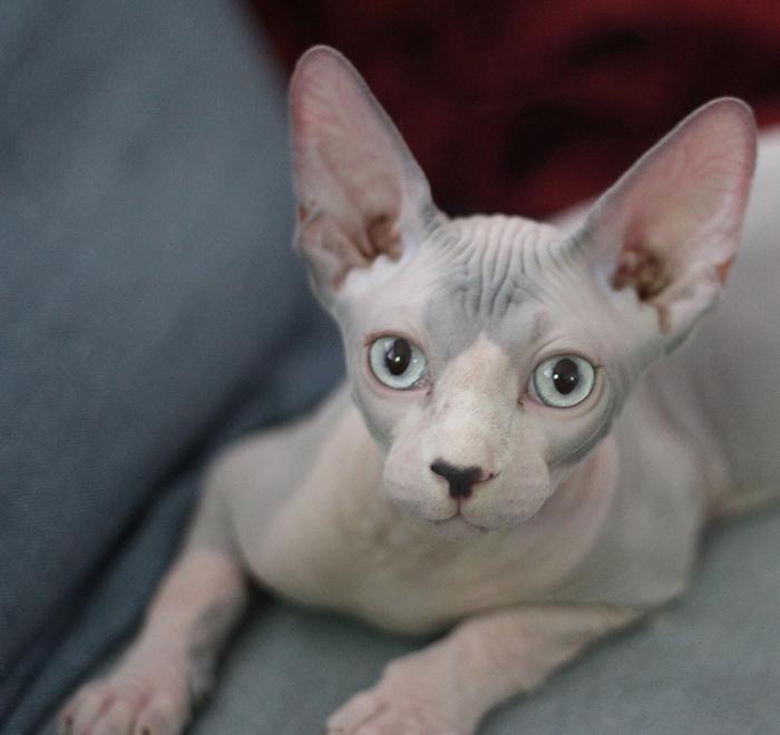 Ladri nella villetta a Comacchio, spariti anche i rari gatti