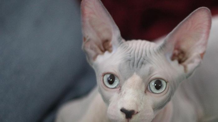 Ladri nella villetta a Comacchio, spariti anche i rari gatti