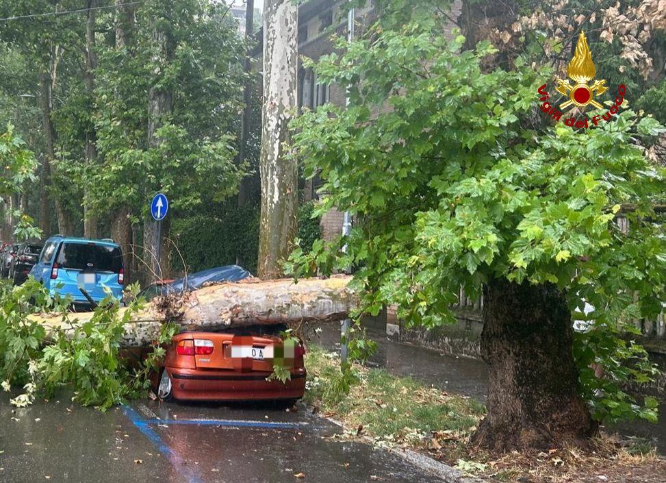 Maltempo, un altro temporale su Reggio: un albero cade sulle auto in sosta in viale Montegrappa