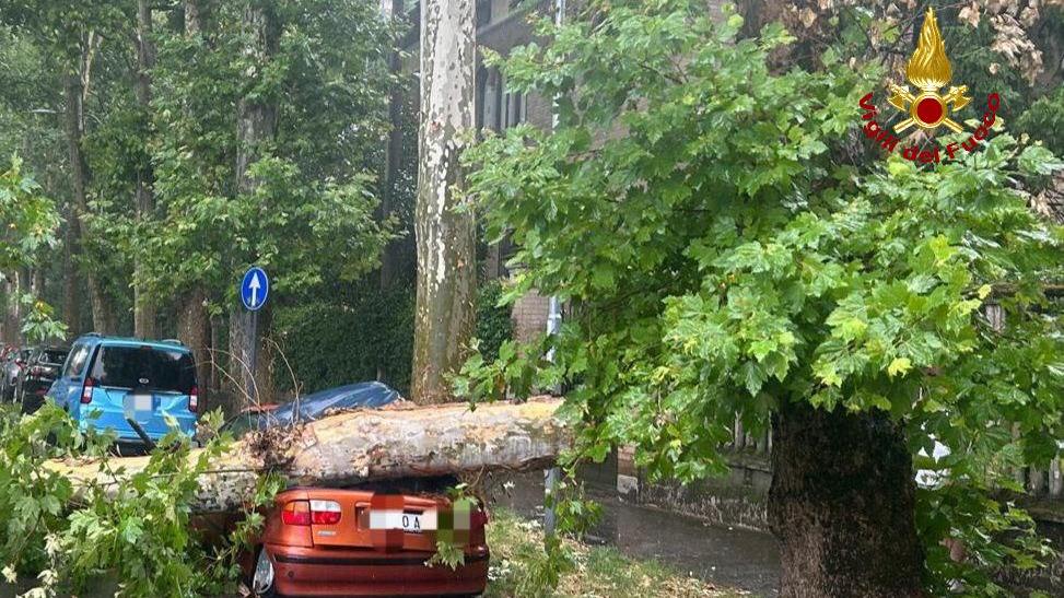 Maltempo, un altro temporale su Reggio: un albero cade sulle auto in sosta in viale Montegrappa