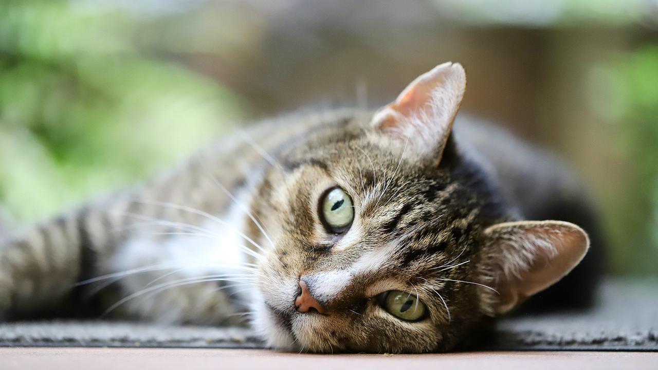 Inappetenti e un po’ giù di corda: come aiutare i gatti quando fa caldo