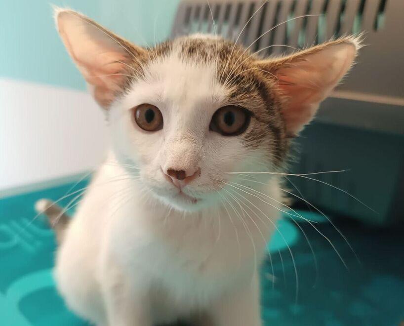 «Gatte e cuccioli abbandonati: ormai è una emergenza»