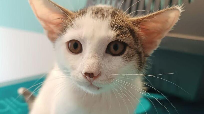 «Gatte e cuccioli abbandonati: ormai è una emergenza»