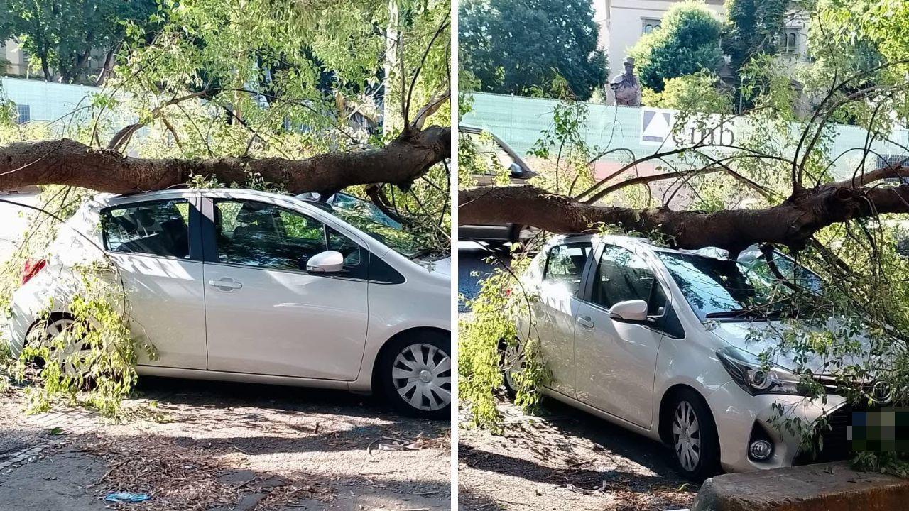 Il ramo sull'auto