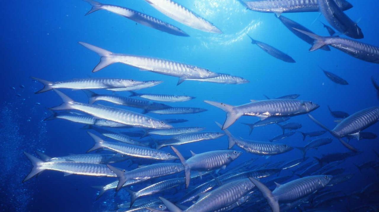 Pesci palla, serra, barracuda e granchi blu: le specie aliene ridisegnano i fondali dell’isola