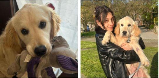 Nuova operazione all’anca per Daffy, il giovane cane salvato dall’Enpa