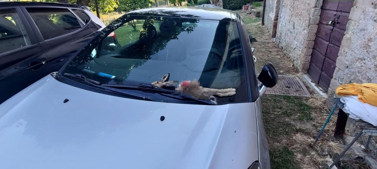 Monte Amiata, gli fanno trovare una lepre decapitata sul parabrezza: avvertimento a un militare
