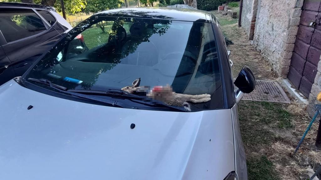 Monte Amiata, gli fanno trovare una lepre decapitata sul parabrezza: avvertimento a un militare