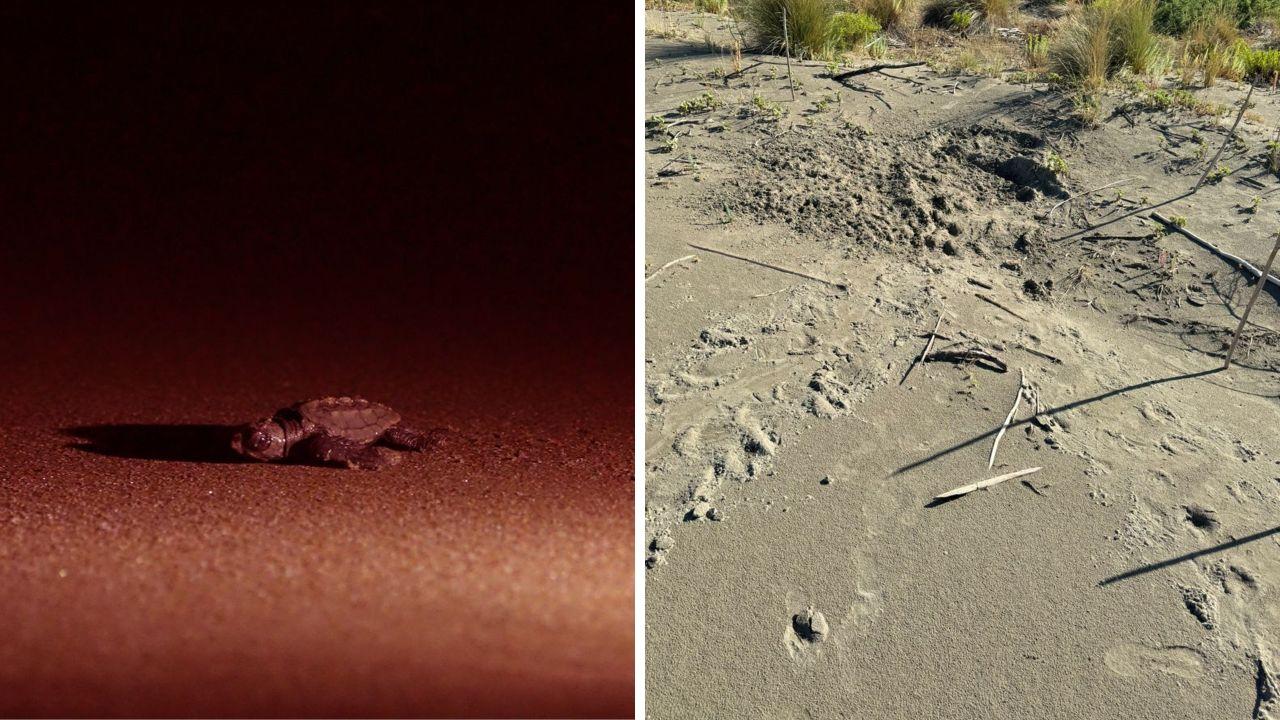 
	A destra le tracce lasciate quest'anno, a sinistra la schiusa del 2024 (foto Federico Santino)

