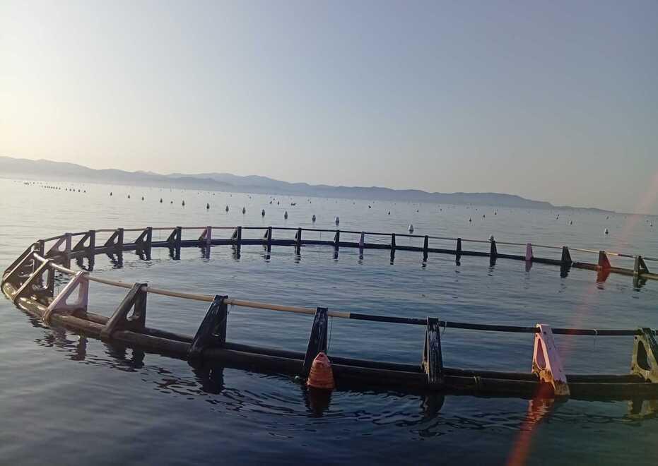 Piombino, gabbia per l’acquacoltura si stacca e finisce sugli impianti delle cozze<br>
