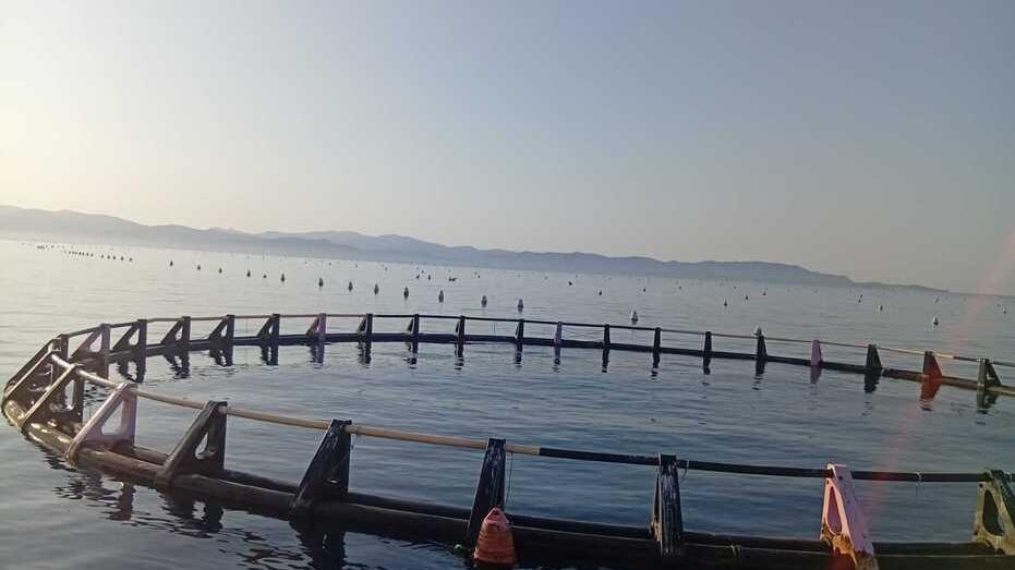 Piombino, gabbia per l’acquacoltura si stacca e finisce sugli impianti delle cozze<br>