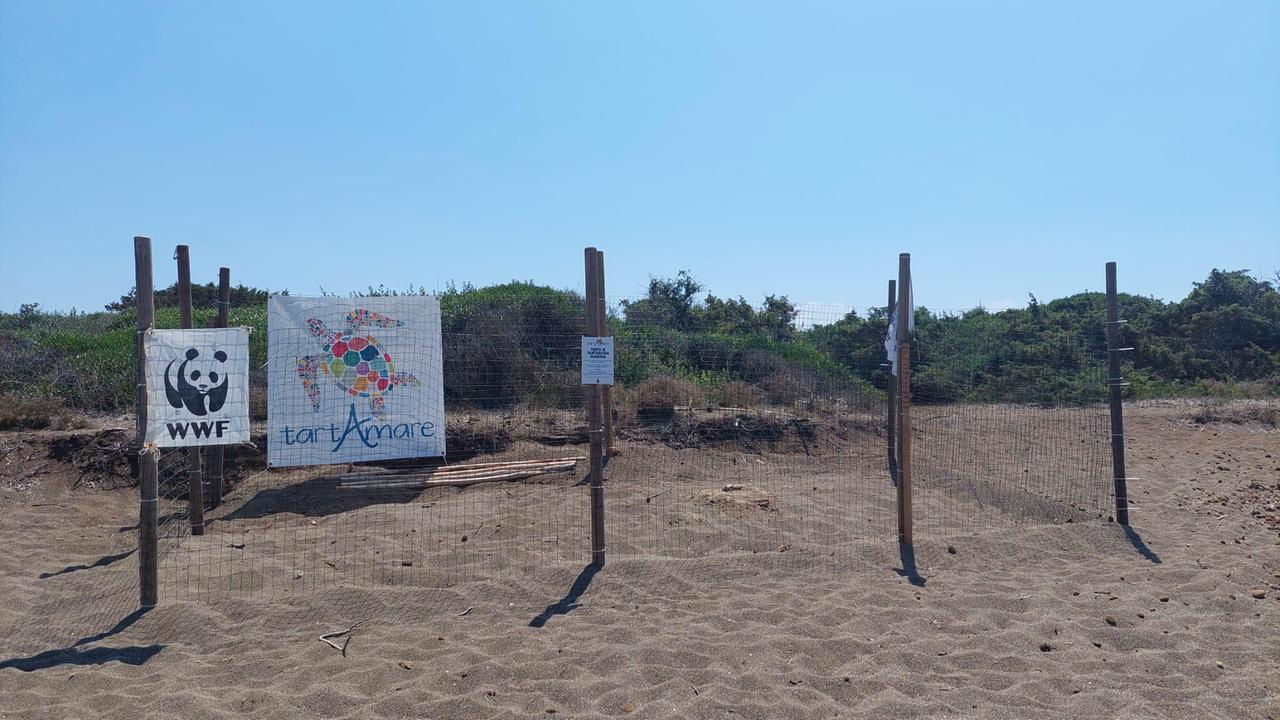 
	I nidi di Caretta caretta messi al sicuro a Rimigliano&nbsp;


