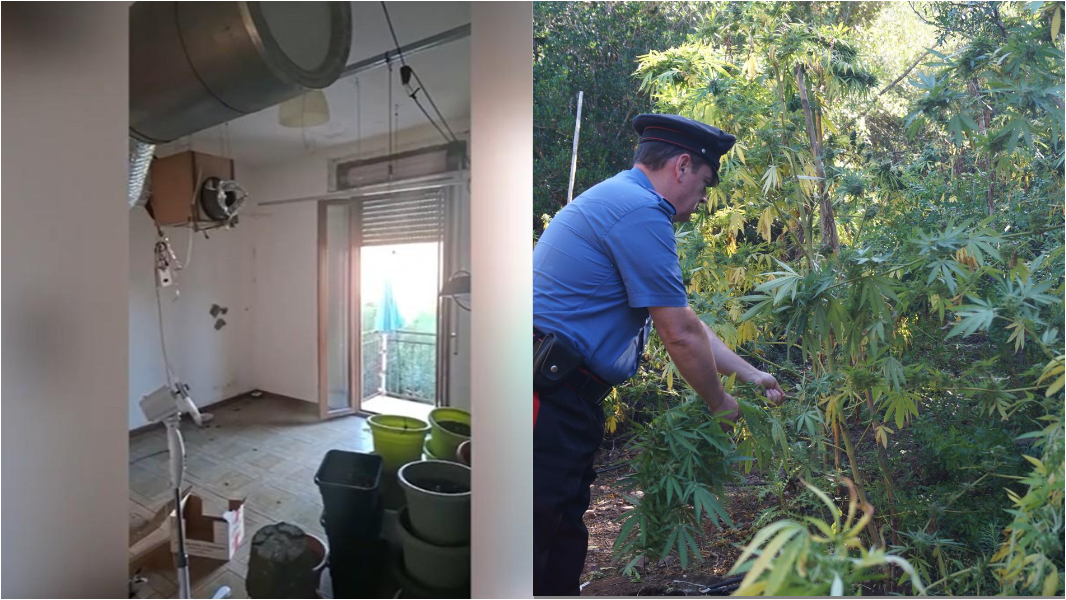 Ventilatore e lampade, a casa la mini serra di marijuana: arrestato un 40enne