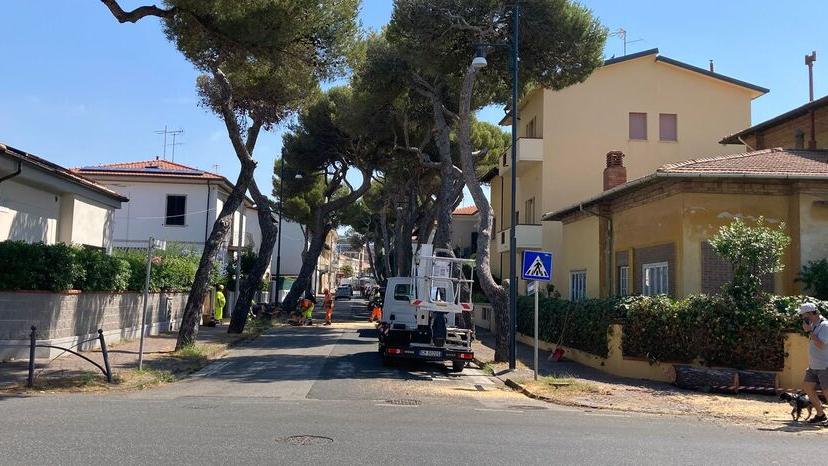 Rosignano, abbattuti 30 pini e tamerici: residenti sul piede di guerra<br>