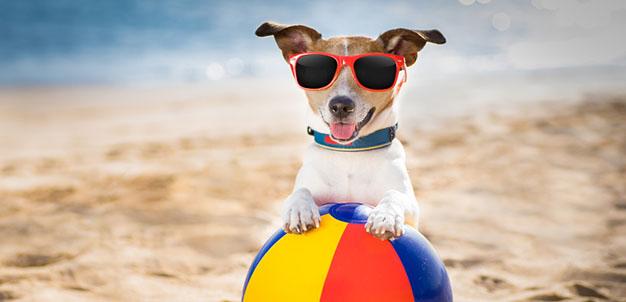 Andare in vacanza con Fido? Sì, ecco cosa valutare quando si parte