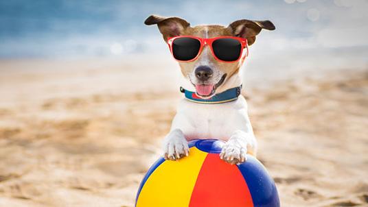 Andare in vacanza con Fido? Sì, ecco cosa valutare quando si parte