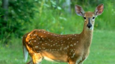 Sopra un esemplare di daino