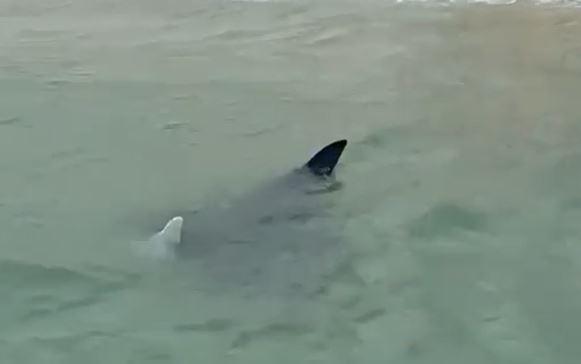 
	La manta avvistata a Marina di Massa

