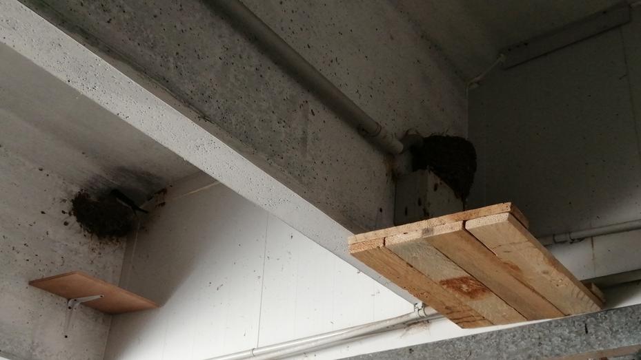 Mensole sotto i nidi di rondine in via Ruffilli a Piombino <br />
