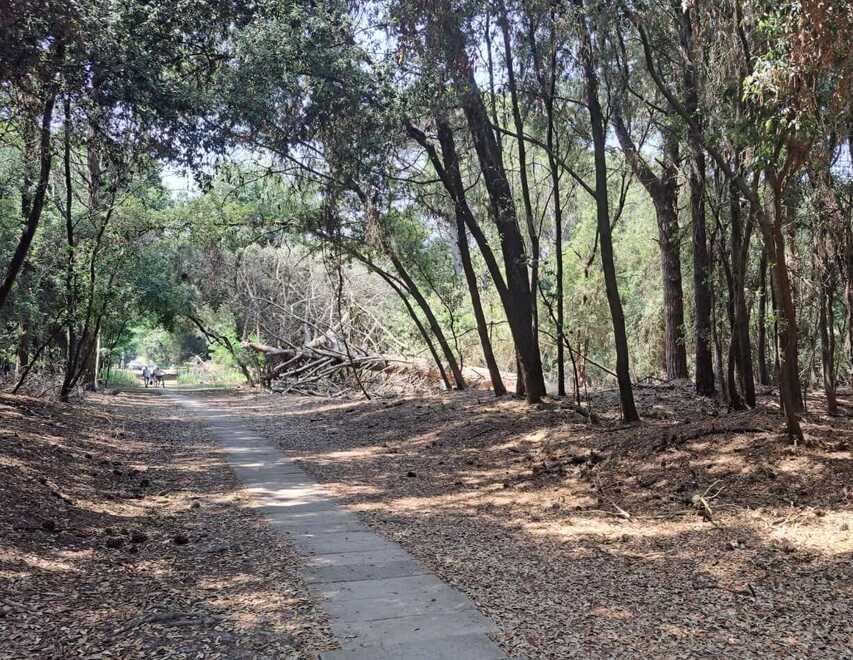 La pineta di Volano sta morendo: «Il disastro dopo la mareggiata»<br>
