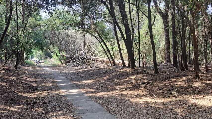 La pineta di Volano sta morendo: «Il disastro dopo la mareggiata»<br>
