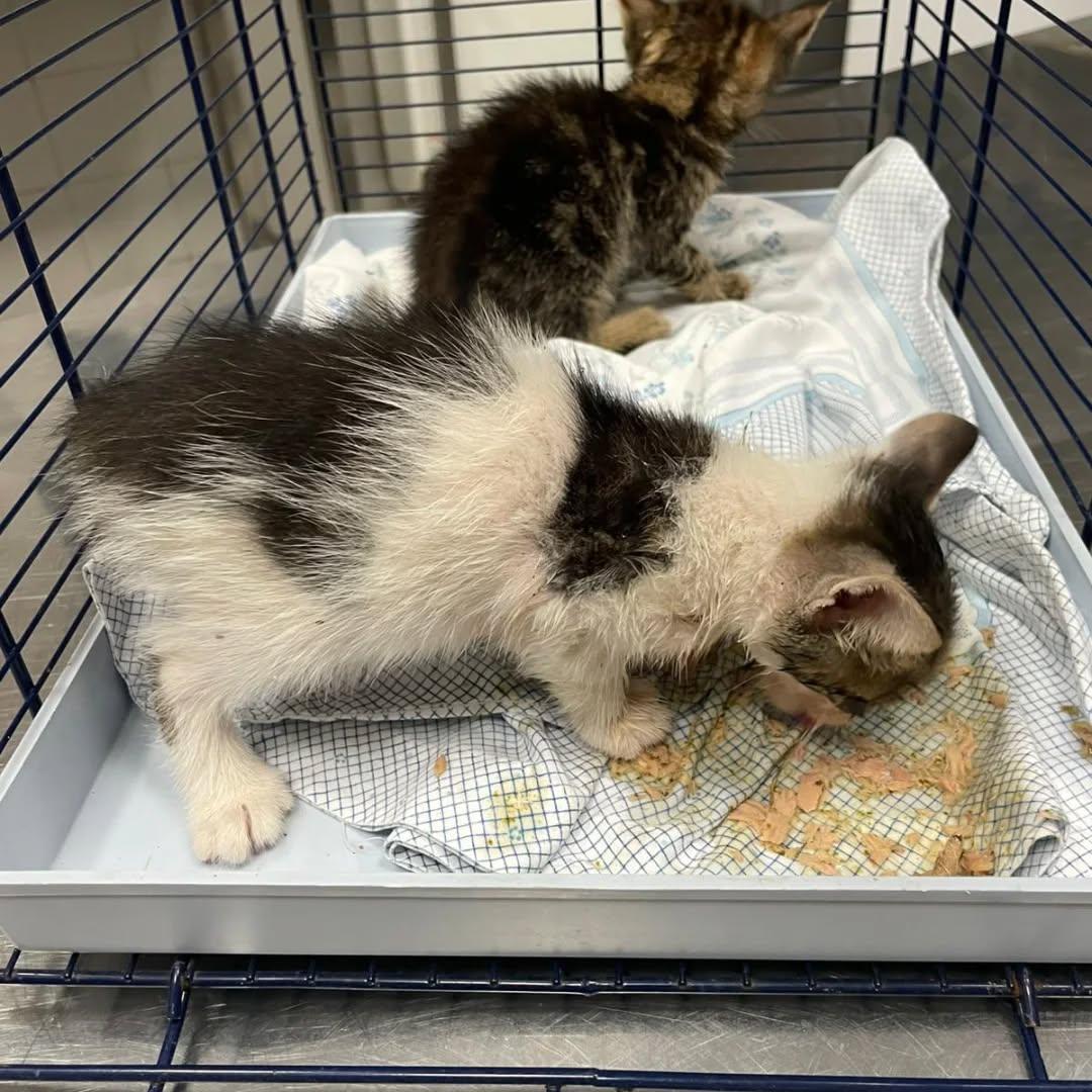 Ferrara, mici abbandonati. Trovati denutriti e pieni di parassiti