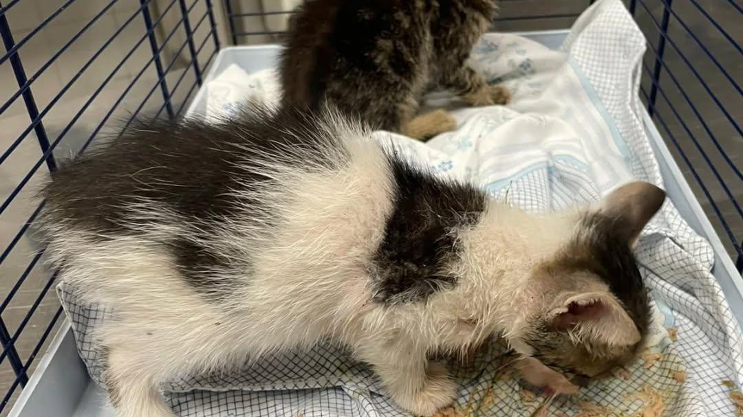 Ferrara, mici abbandonati. Trovati denutriti e pieni di parassiti