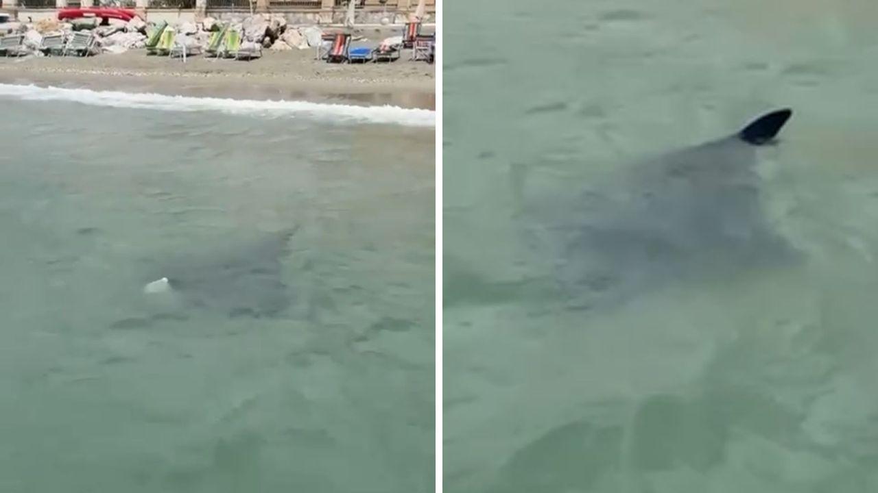 Due immagini della manta a Massa