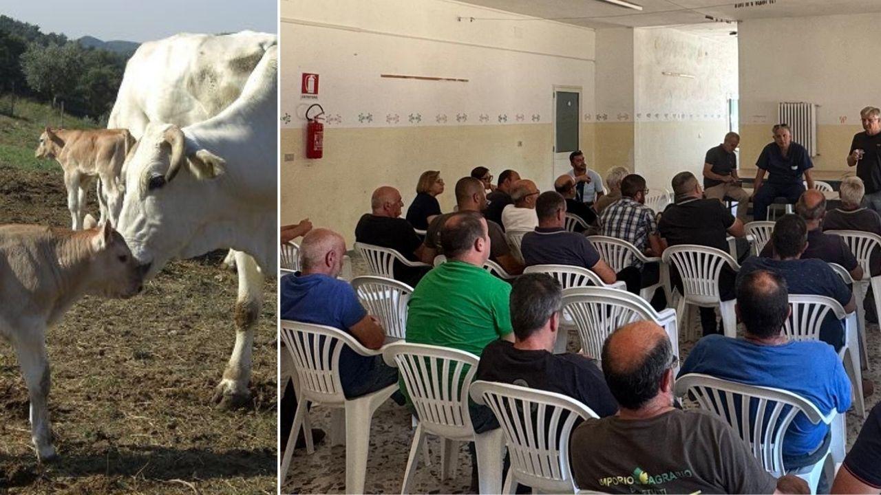 Dermatite bovina, la protesta dei pastori blocca l’abbattimento di undici capi di bestiame