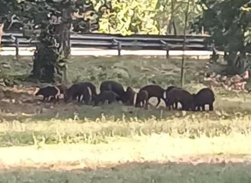 L’emergenza ungulati è reale per nove elbani su dieci 