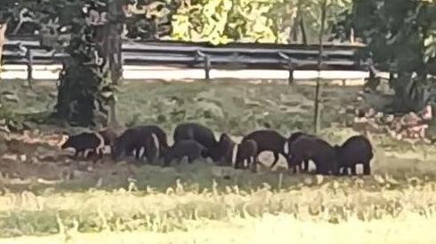 L’emergenza ungulati è reale per nove elbani su dieci