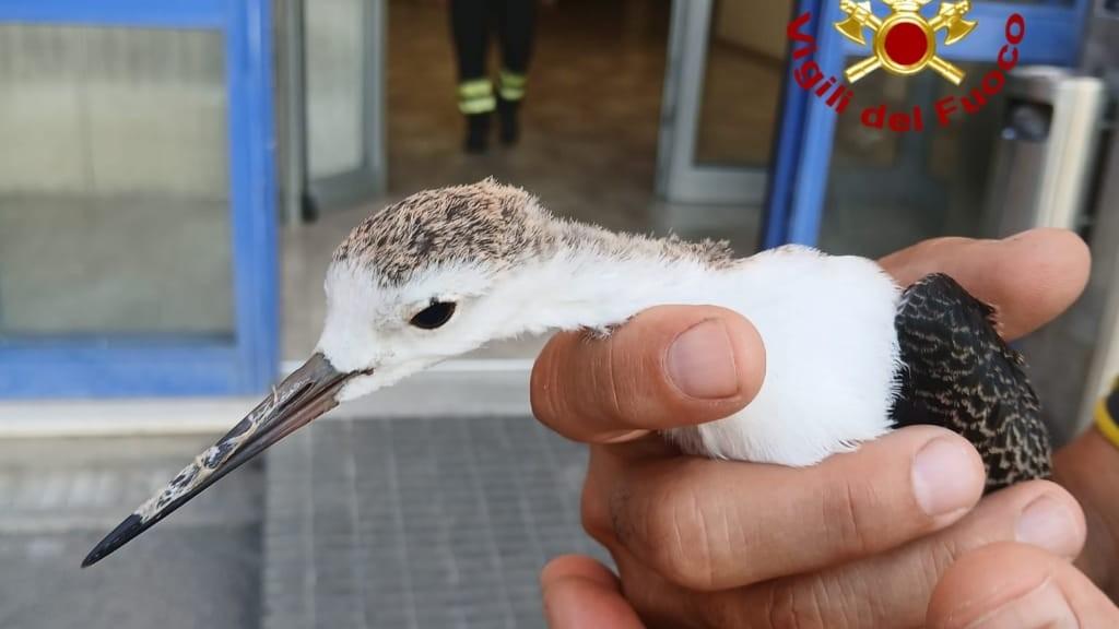 Pullo di airone inseguito da un corvo: salvato dai vigili del fuoco
