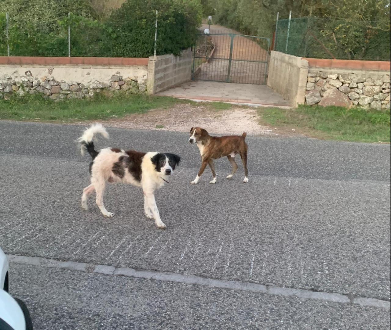 
	Cani randagi (foto d'archivio)

