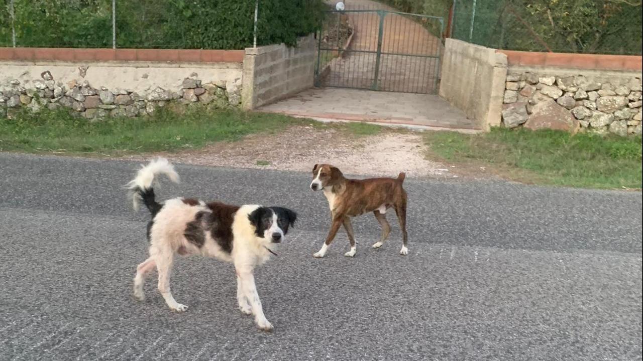 Cani randagi (foto d'archivio)