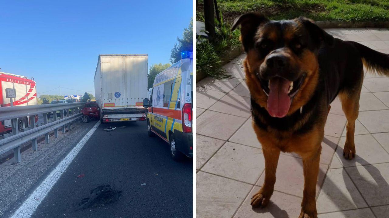 
	L'incidente e il cane Larry

