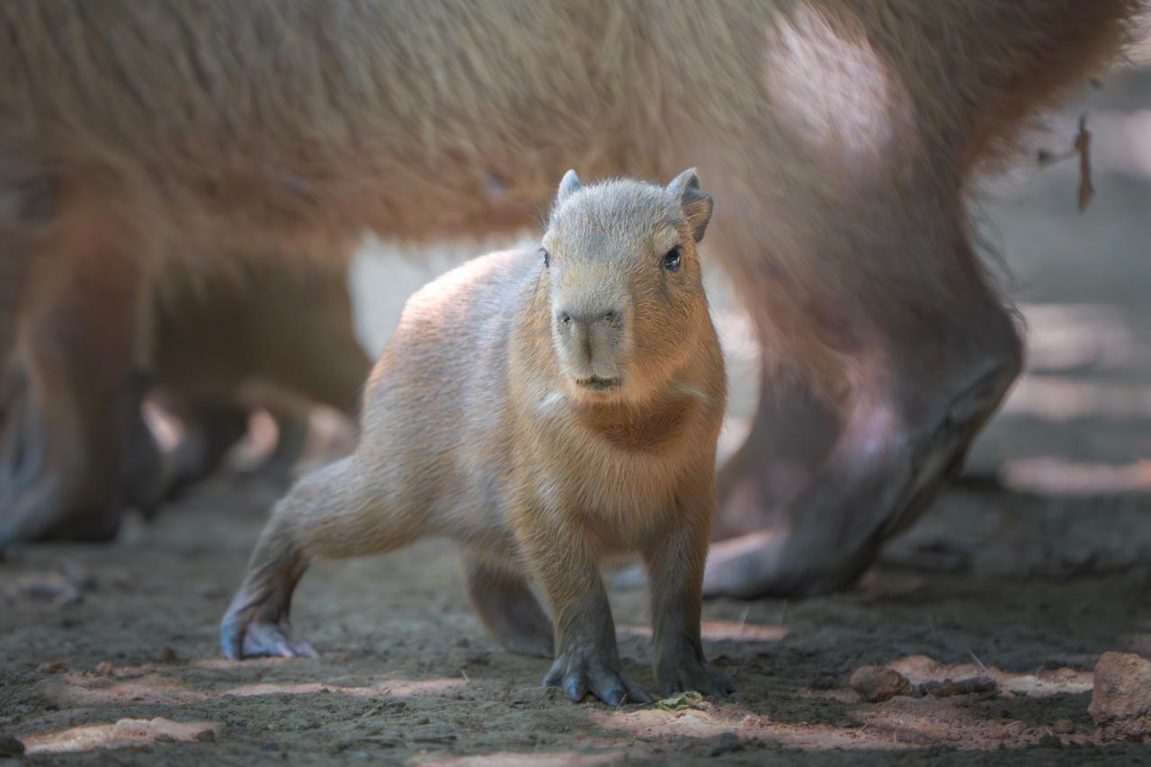 
	Uno dei cuccioli di capibara nati al parco

