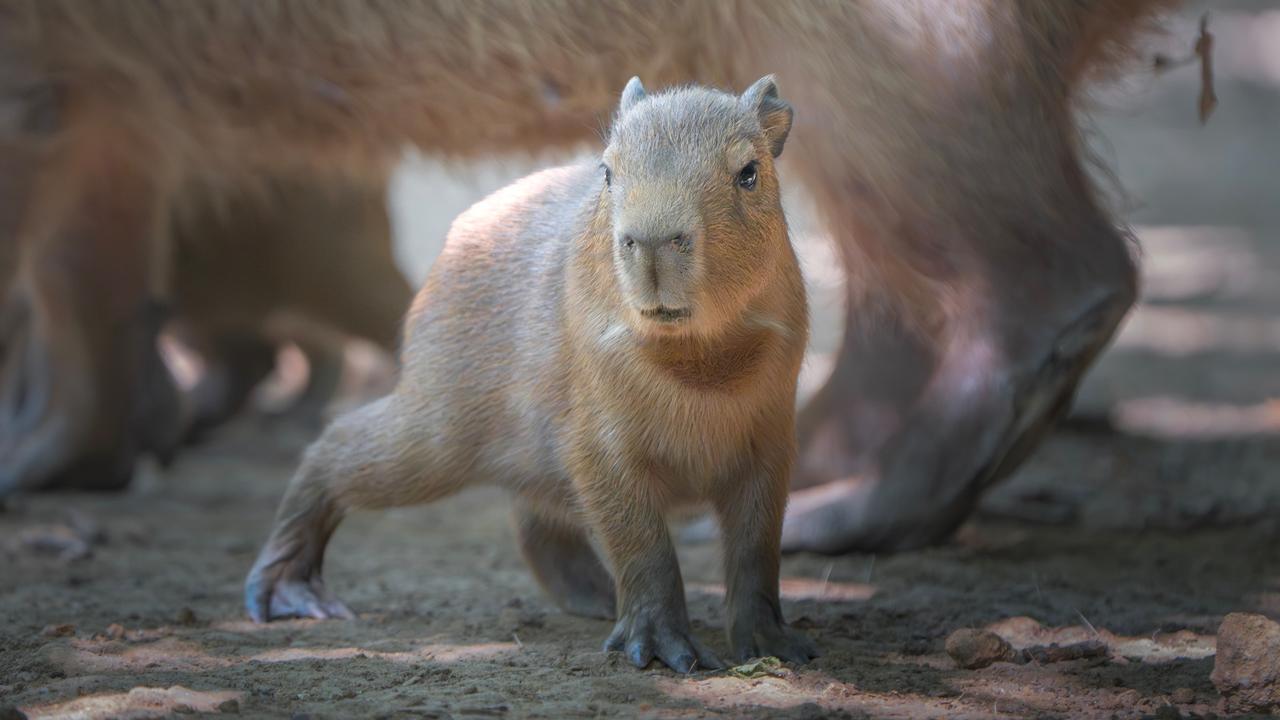 Uno dei cuccioli di capibara nati al parco
