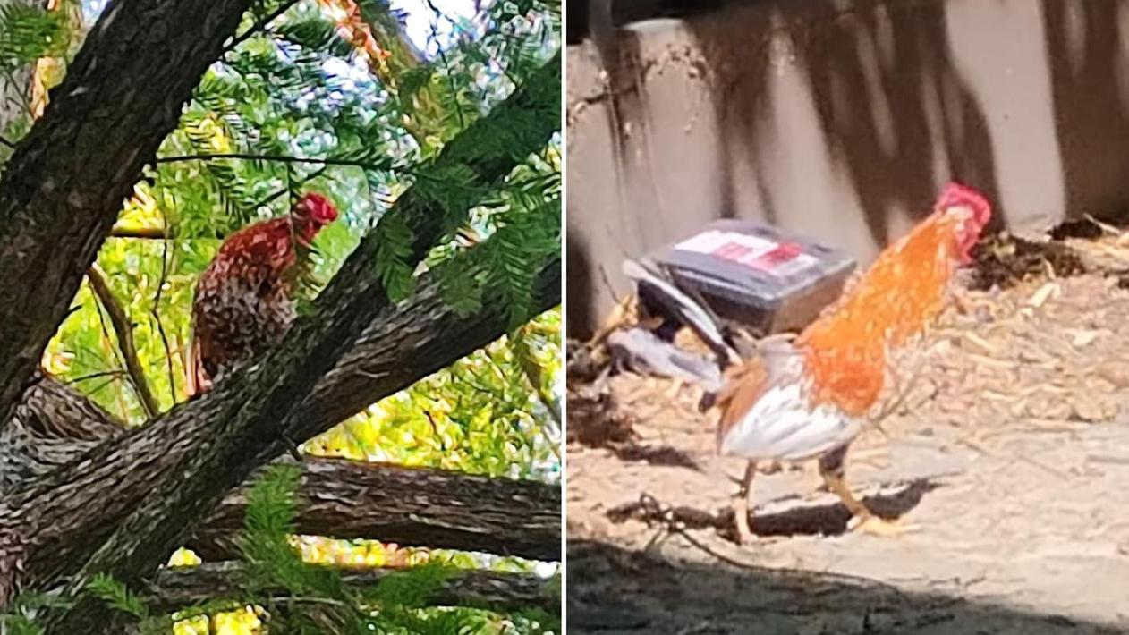 
	Il gallo Gaetano

