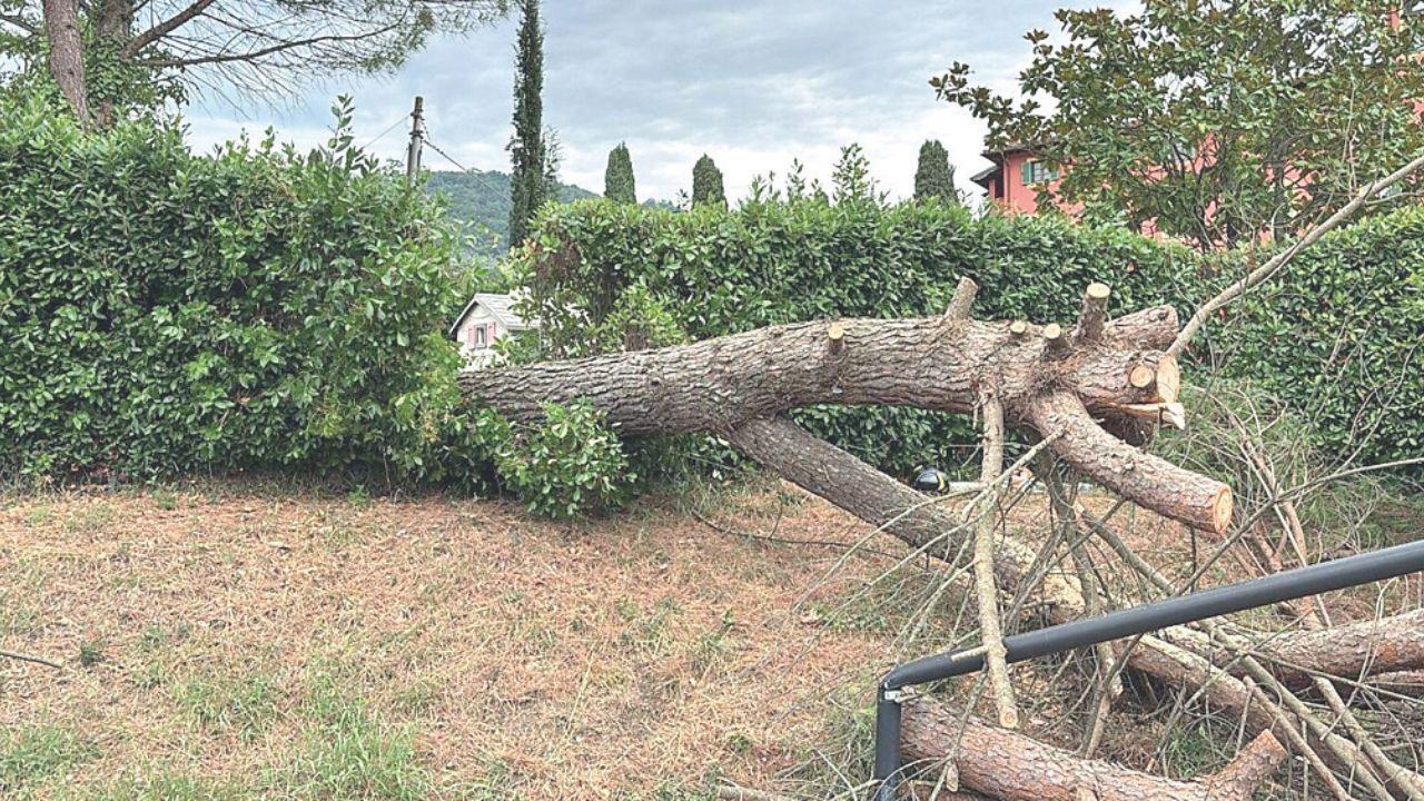 L'albero caduto