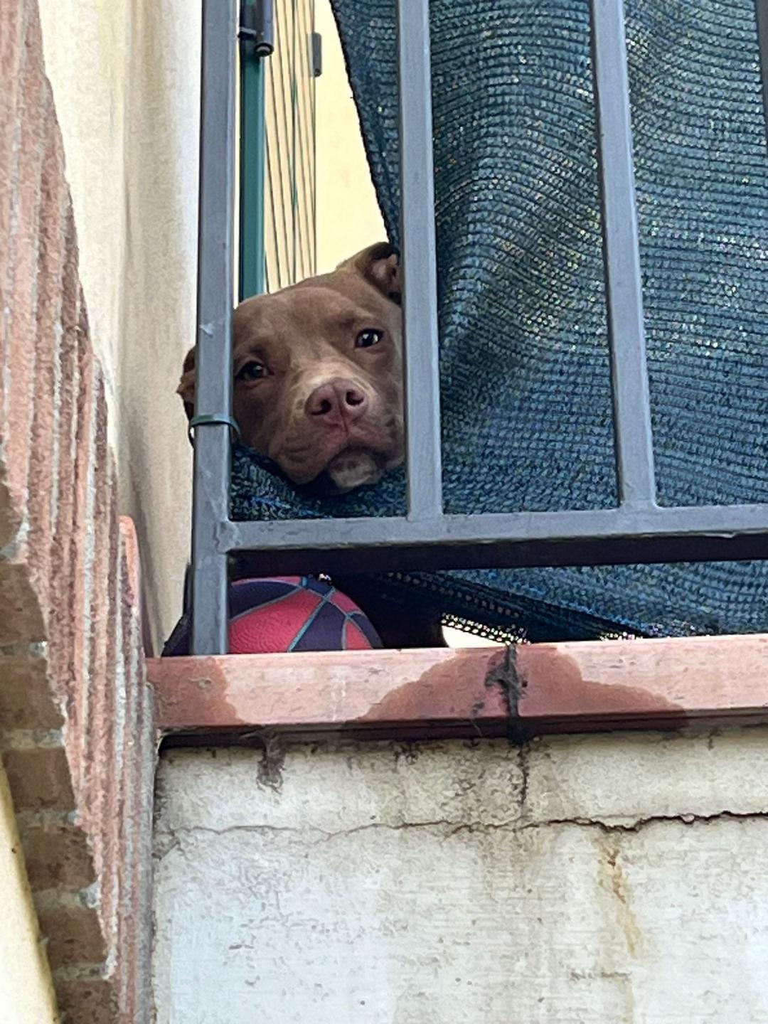 
	Diego quanto veniva tenuto in balcone

