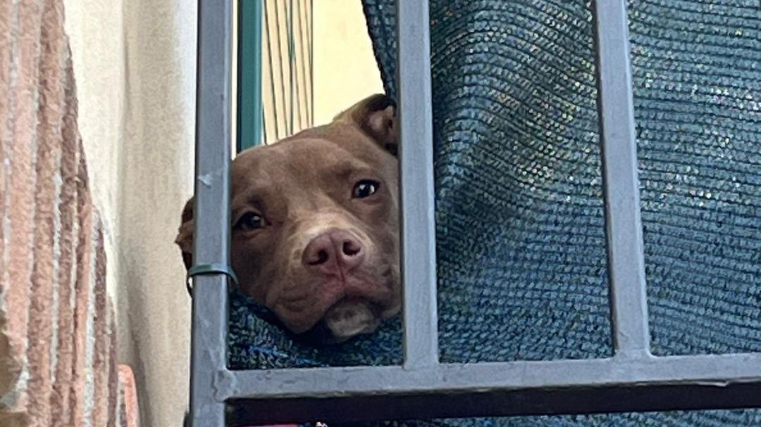 Diego quanto veniva tenuto in balcone