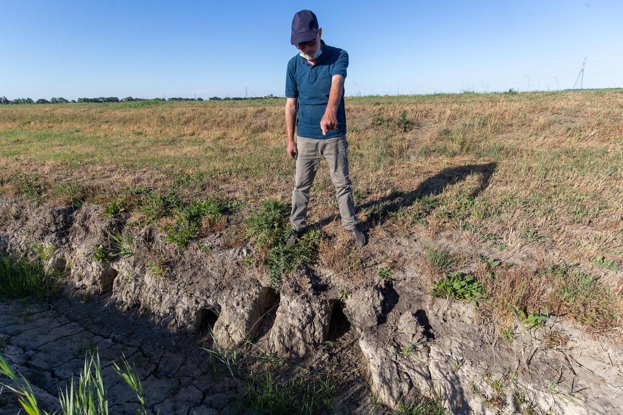 Piano anti nutrie e piccioni. Iniziati i prelievi in provincia di Ferrara