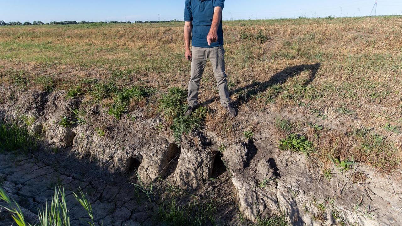 Piano anti nutrie e piccioni. Iniziati i prelievi in provincia di Ferrara