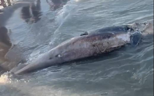 Delfino morto a riva. La scoperta a Lido Spina