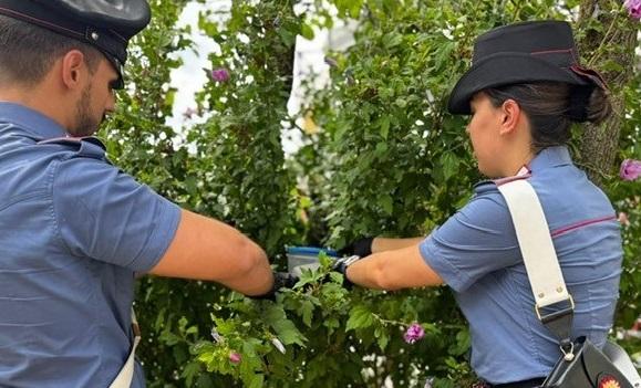 Cocaina nascosta nel bosco a Ferrara. Arrestato un ragazzo dopo la scoperta casuale
