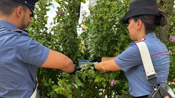 Cocaina nascosta nel bosco a Ferrara. Arrestato un ragazzo dopo la scoperta casuale