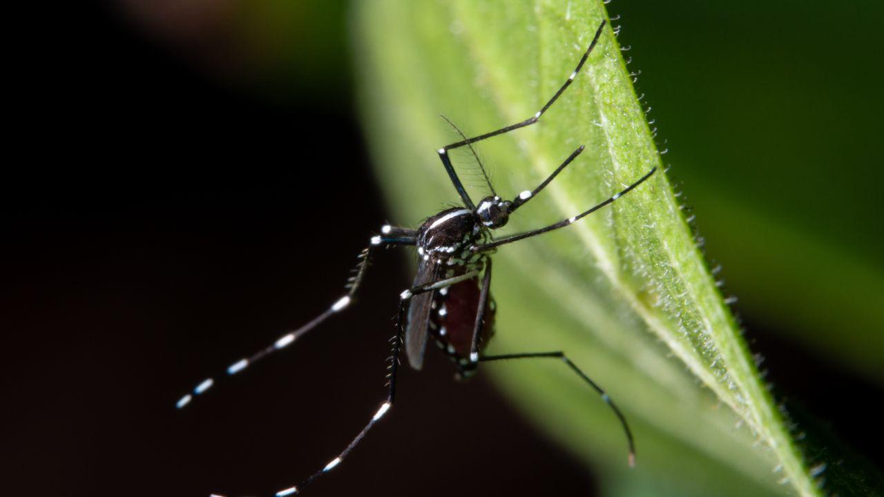 
	Il virus si trasmette con la puntura delle zanzare

